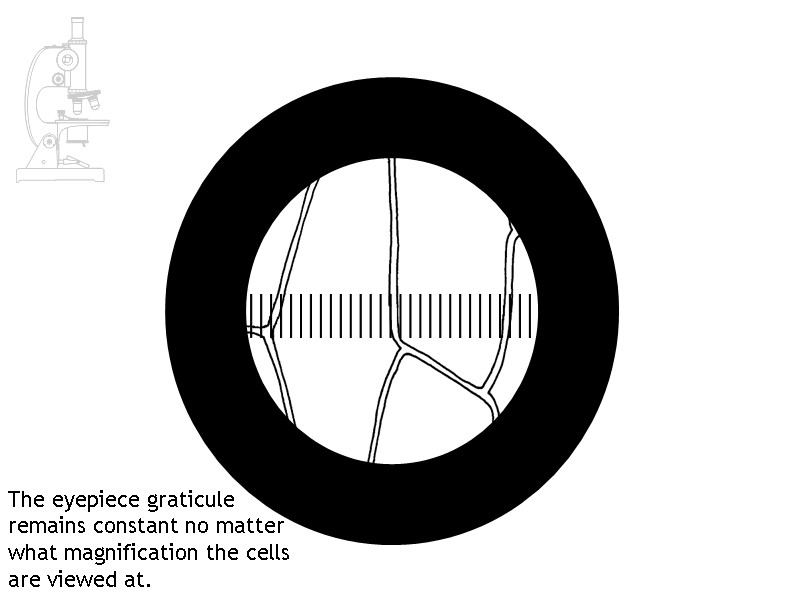 The eyepiece graticule  remains constant no matter  what magnification the cells 